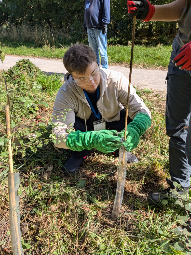 A young man is crouched down fixing a sheath to a young tree sapling