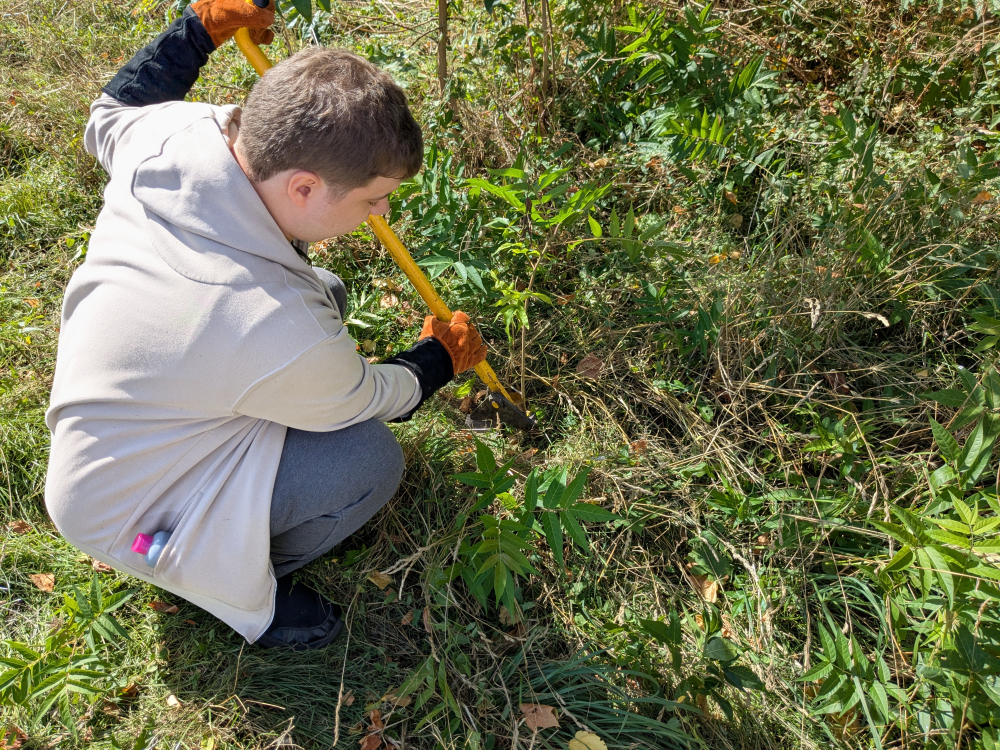 A man is crouched by a bush with loppers and is chopping back foliage