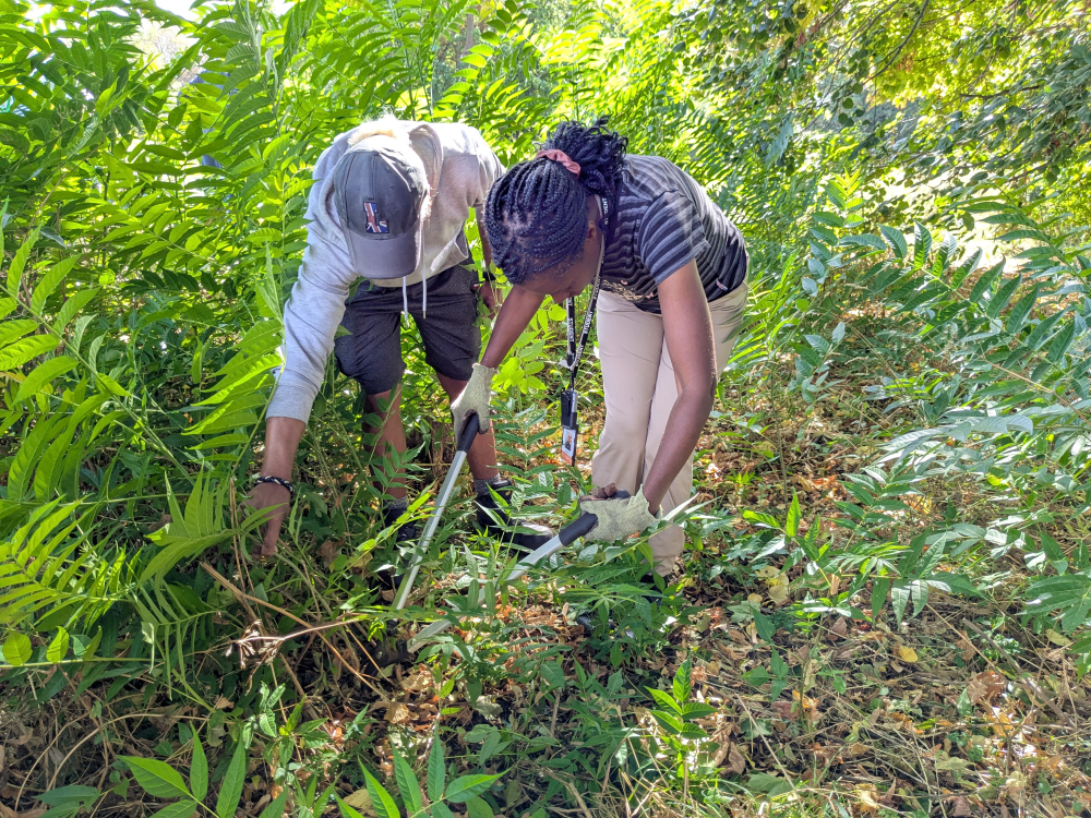 Two people crouch over an area that they are weeding in an overgrown garden