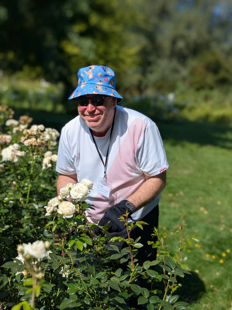 A man smiles in the sunshine in front of a white rose bush that he's busy deadheading