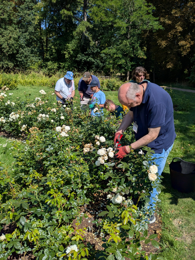 A group of Share students deadhead a white rosebush