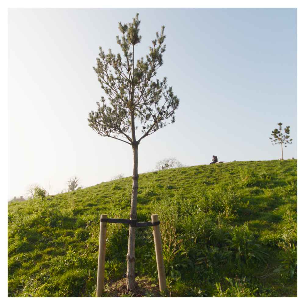 A single tree stands on a grassy bank in the landscape
