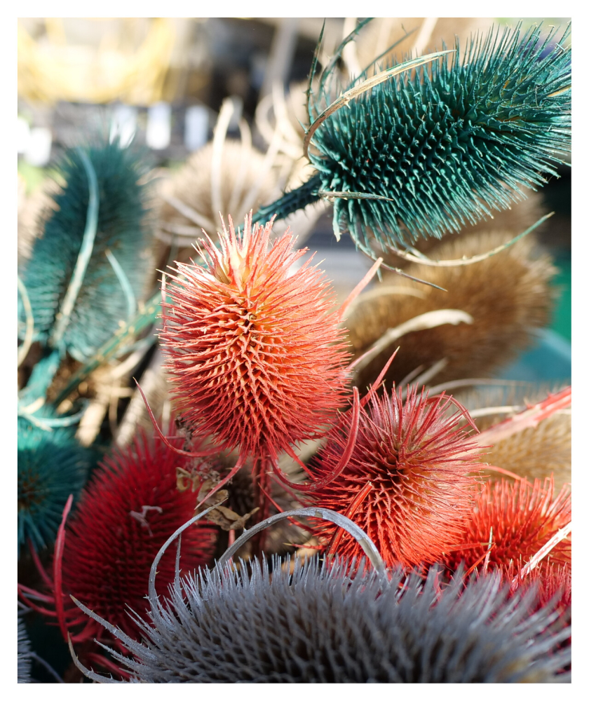 Close up of orange cactus style spiky plants