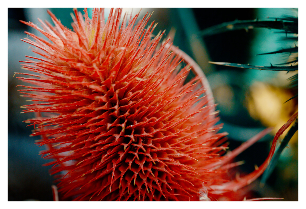 Close up of a bright orange cactus style plant