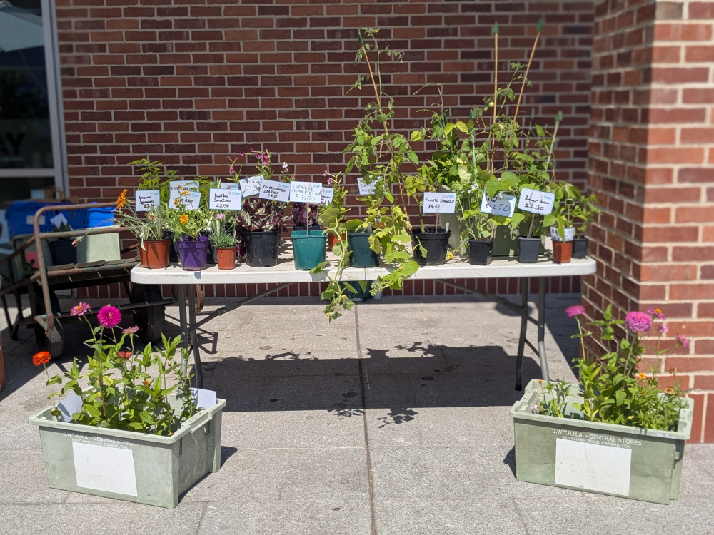 A load of plants sit on a table and next to it ready to be sold