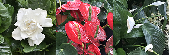 Plants for sale