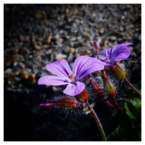 Close up of purple flowers