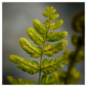 Close up of a fern leaf