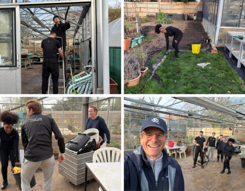 Multiple photos of a team of corporate volunteers clearing out a glasshouse