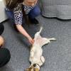 Pudding the therapy dog relaxed and happy enjoying a belly rub from Nicola