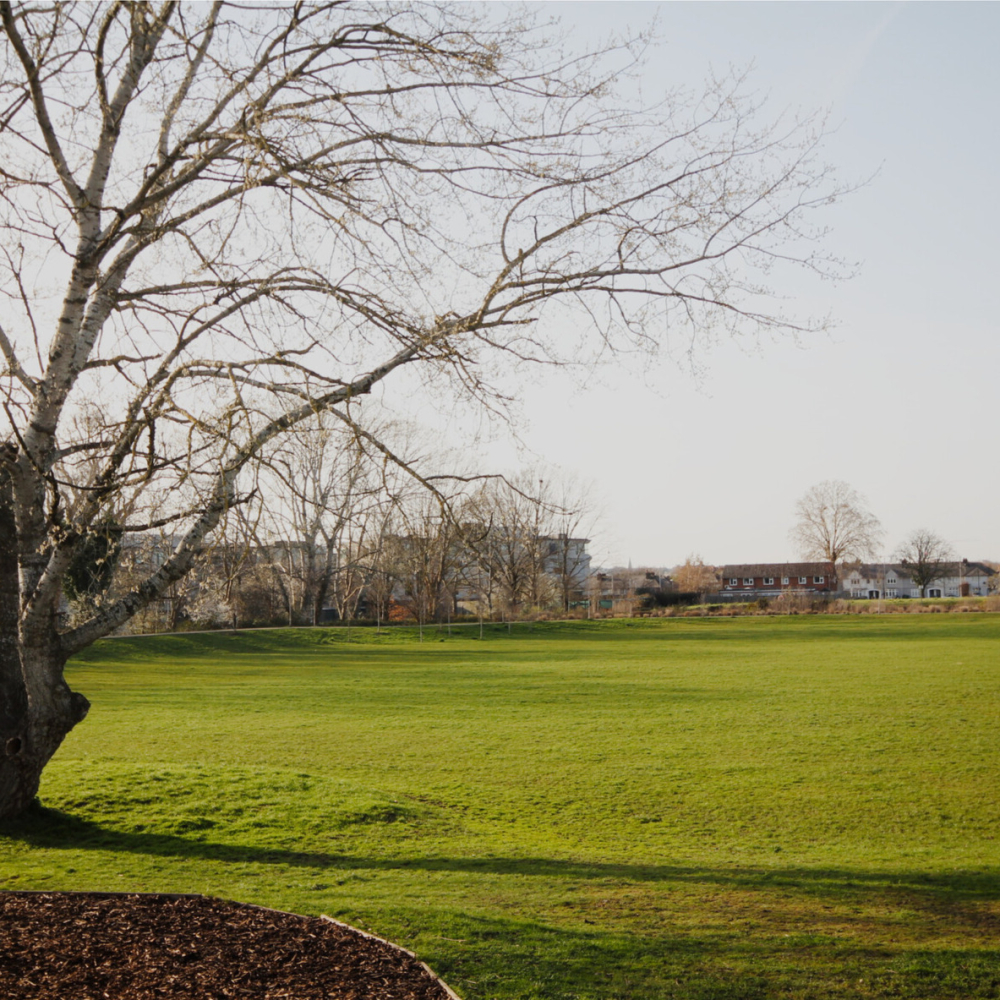 Open park with green grass and tree on the left hand side