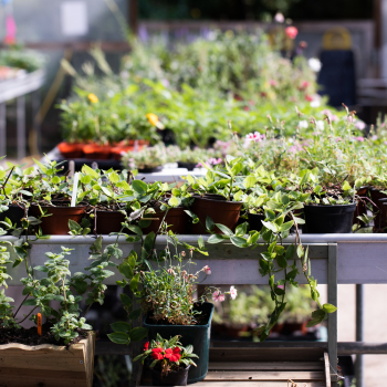 Close up of a selection of plants in a polytunnel