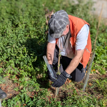 A man is crouched down putting a plastic sheath around a tree sapling